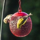 Backyard Expressions - Set Of 3 Squirrel Proof Bird Feeders For Outside Bonus