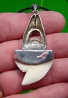 Tiger Shark Tooth Necklace  - Xl - Sterling Silver Cap - High Grade  - Us Only  