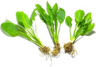 3x Amazon Sword  echinodorus Bleheri      Easy Live Freshwater Aquarium Plants
