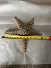 Giant 12    Real Dried Sugar Starfish Natural Sea Star Specimen Coastal Decor Xl