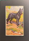 Belgian Sheep Dog - Matted   Framed   Ready To Gift - 1941 Vintage Dog Art Print