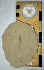 Fossil Willow  salix  Leaf From Douglas Pass  Co - Eocene Green River Formation