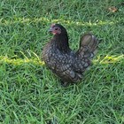 Kikiriki Hatching Eggs Singles Show Quality Rare Colors Micro Bantam Fertile