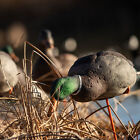 Avian X Axp Full Body Mallards Decoy  Ultra Realistic And Wind Activated  6 Pack