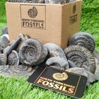 Children s Fossil Box