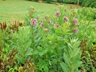 51 common Milkweed Seeds Native Wildflower Container Flower Garden Heat Cold