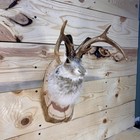 Authentic Jackalope Taxidermy Mount     Original Wyoming Folk Art     Lodge Decor