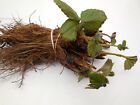 Eversweet Ever Bearing Strawberry Bareroot Plants   Large  Sweet   Juicy Berries