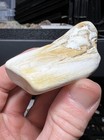 Polished Petrified Wood From The Oregon Coast  64 42g
