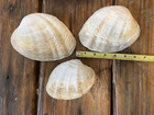Large Fossilized Clam Shell 1 3 Lbs Each 6    5  Lot Of 3 Seashell Decor Rare 