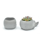 Succulent Plants Flower Pot Silicone Mold Whale Shape Creative Concrete Mold