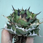 Rare Cacti Plant Agave Titanota Hades Wysiwyg Boutique Garden Decor Sale