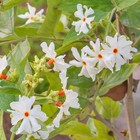 Night-flowering Coral Jasmine   Parijat Plant 10 Seeds Usa Seller-free Shipping