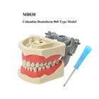 Us Columbia Dentoform 860 Type Dental Typodont Model With 32pcs Removable Teeth