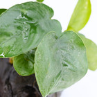 Anubias Barteri Butterfly On Driftwood Live Plants Decoration Freshwater Aquatic