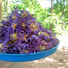 1kg Egyptian Blue Lotus Flowers Organic Herbal      Or      Nymphaea Caerulea