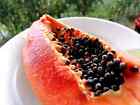 20  dwarf Solo Waimanalo Tree Seeds   carica Papaya  Fast Fruit Houseplant