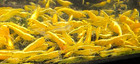 100   Yellow 24k Golden Back Neocaridina Aquarium Shrimp Live Guarantee 