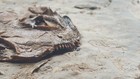 Discosauriscus  Permian Salamander Pre Dinosaur  298 Mil  Letoverpeton  Fossil