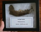 Rare Ice Age Jaw Tooth Fossil Display Ancient Wolf Coyote Dog Not Dinosaur Look 