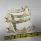 Lot Of 4 Damaged Assorted Coyote Jaws Real Taxidermy Cleaned Odd Goth  0036
