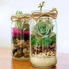 Supermoss   Preserved Reindeer Moss  Forest 12  X 1 5  X 7 5  Package Size