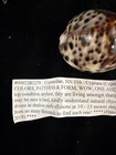 Cypraea Tigris Super Unique Color  Pattern   Form 66 40mm F    Thailand  e050 