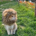 Funny Cute Lion Mane Wig Hat Little Bear Costume Cosplay For Cat Puppy Small Dog
