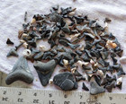 Sharks Teeth Assorted Lot Of 150 Plus Tiny Shells