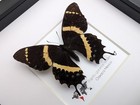 Papilio Garamas Abderus Male  The Two-tailed Swallowtail oaxaca  Mexico  Frame