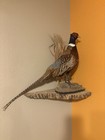 South Dakota  Wild Ringneck Pheasant Mount Standing Position