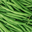 Bean Provider Bush Bean Seeds  cool Beans N Sprouts  Brand  Home Gardening 