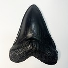 Carcharodon Megalodon Tooth Replica With Serration-shark Teeth Fossil Collection