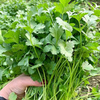 Assorted Herb Seed Pack - 6 Non-gmo Heirloom Varieties Cilantro Catnip Rosemary