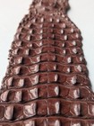 Genuine Crocodile Skin Leather Back Strap Hide Brown 12x 135cm