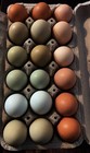 12  Colorful Fertile Chicken Hatching Eggs Rare Breeds Possible Npip Certified