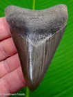 3 45     Megalodon Shark Tooth  Real Fossil From Georgia  Usa - No Restorations