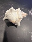 Vintage Murex Shell With Inset Cowrie Display     Natural Sea Shell Specimen