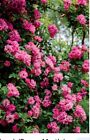 Peggy Martin  katrina Rose 5 Cuttings 7-8      Free Shipping 