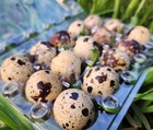 30  rare Colors   Coturnix Quail Hatching Eggs