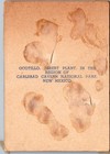 Vintage Carlsbad Caverns National Park New Mexico Mini Souvenir Card Lot 7
