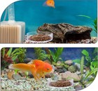 2 Pcs Shrimp Feeding Dish Aquarium Feeding Dish Fish Tank Feeder Dishes Clear