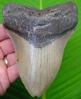 Megalodon Shark Tooth  5   3 8  Real Fossil No Restorations - 3 4 Full Pound