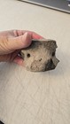  Fossilized Whale  Dolphin  Vertebrae Marine Mammal  Real  Replica Read