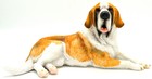 10  New  Laying Saint St Bernard Pet Dog Collectible Figurine Home Decor Gsc