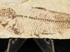 X-ray Bones  Knightia Fish Fossil From Fossil Lake Wyoming 48 6gr