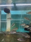 4 Red Empress Cichlids 1 5-2  Hap Live Fish Malawi African Cichlid Free Shipping