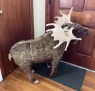 Melissa   Doug Giant Life-like Moose Plush Stuffed Animal 41  X 38  High Retired