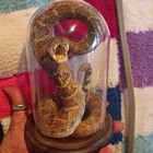 Taxidermy Display Snake Specimen In Glass Dome Display On Wood Base