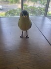 Vintage Takara Breezy Singers Goldfinch